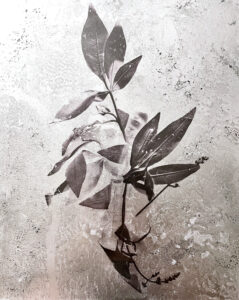Image of leaves in black and white