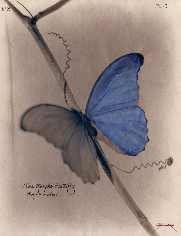 A blue butterfly