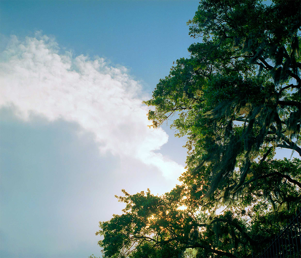 A cloud in sky with tree