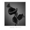 Three black calle lillies on gray background.