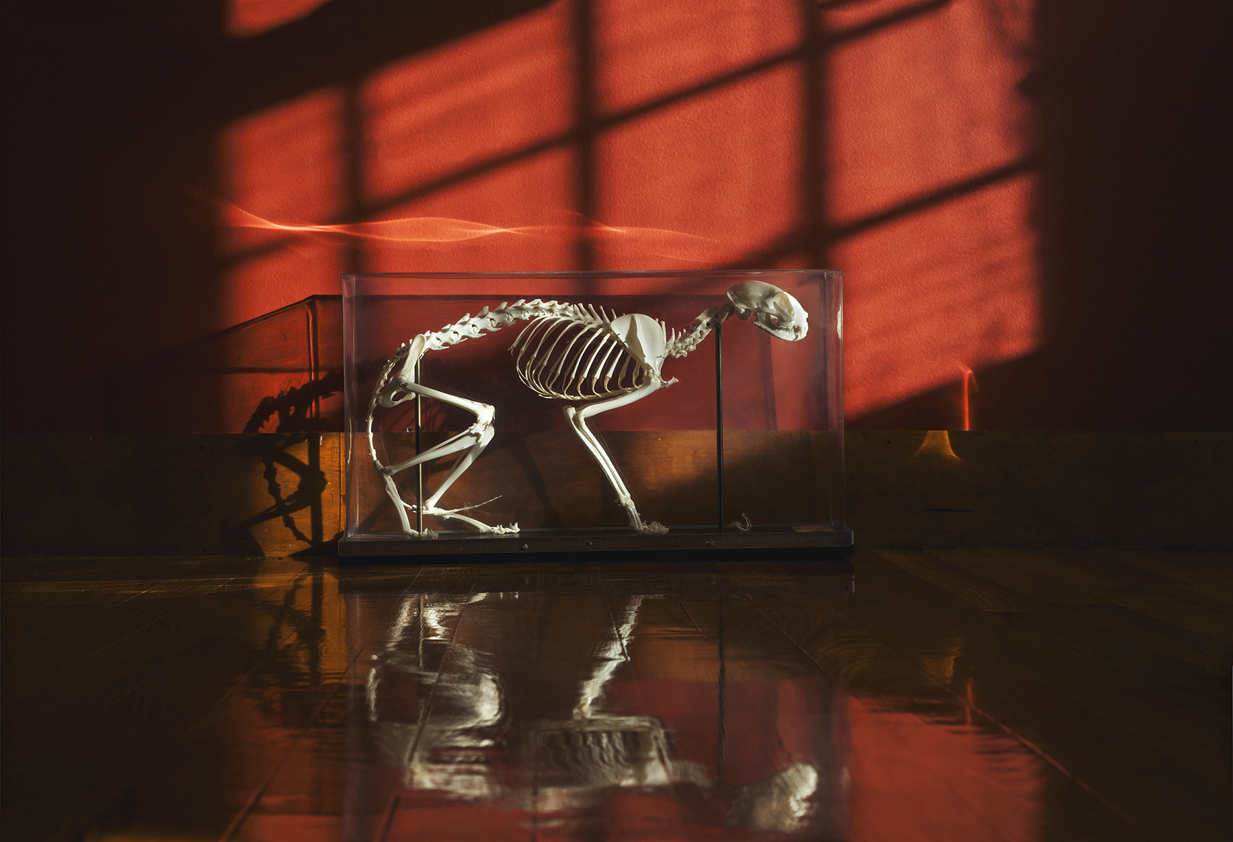 Animal skeleton in shadow