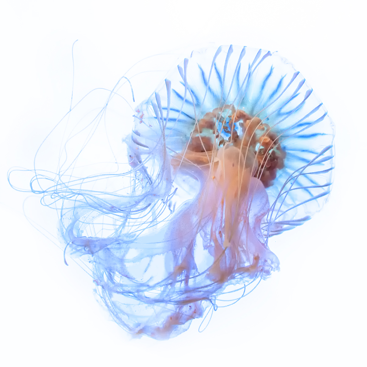 A jelly fish