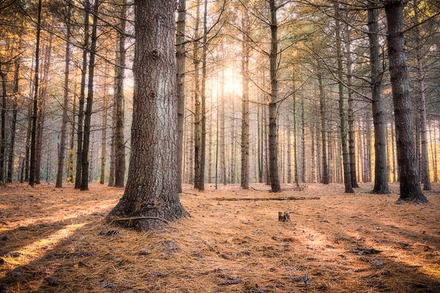 A lot of trees with the sun shining through