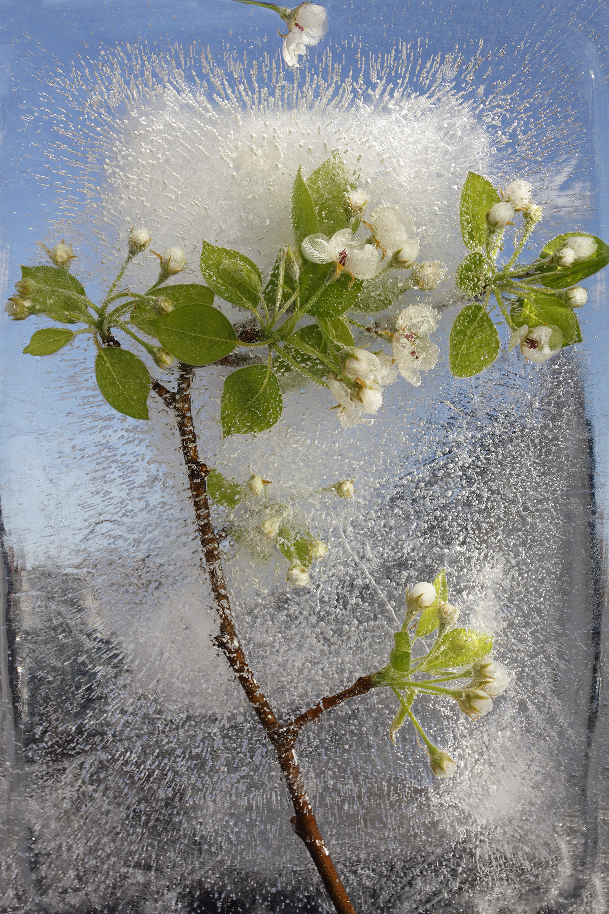 Flowers in ice