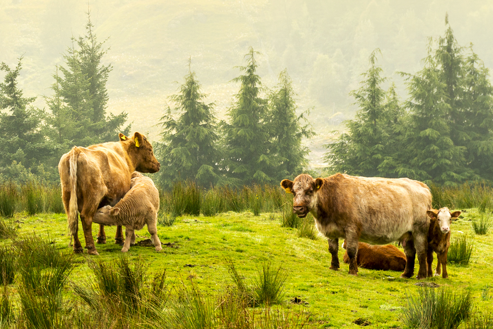 A Scottish pasture with cows.