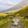 A Scottish path with sheep