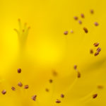 Abstract yellow flower