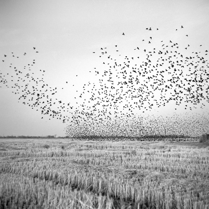 Birds over wheat field