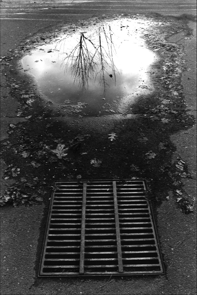 reflection of tree in puddle