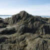 seaweed mound