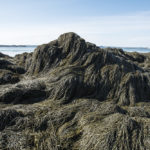 seaweed mound