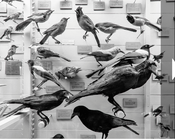 Matthew Gamber, Blue Birds Exhibit, 2010/2015, Griffin Museum of Photography Edition of 25