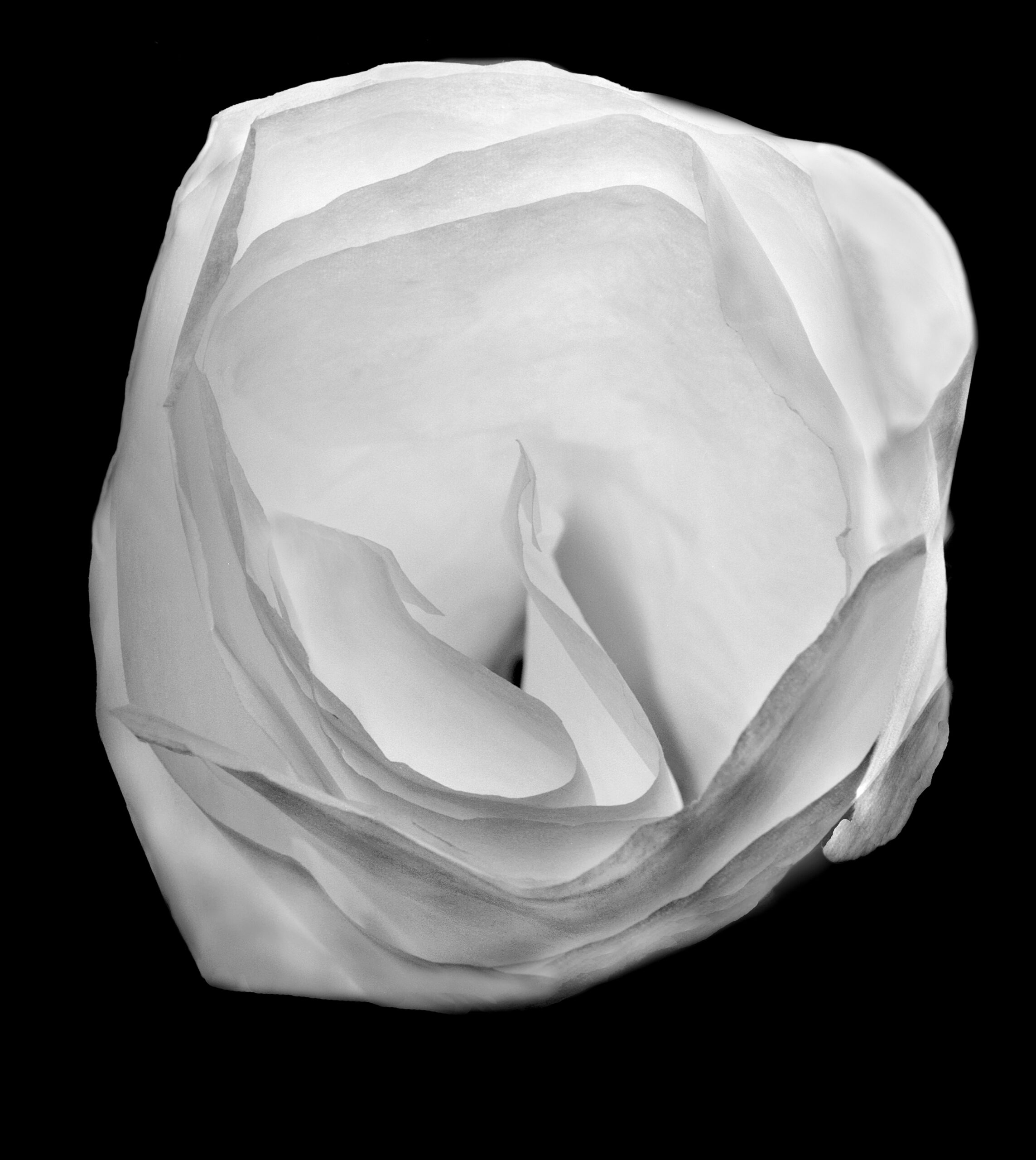rose made of paper