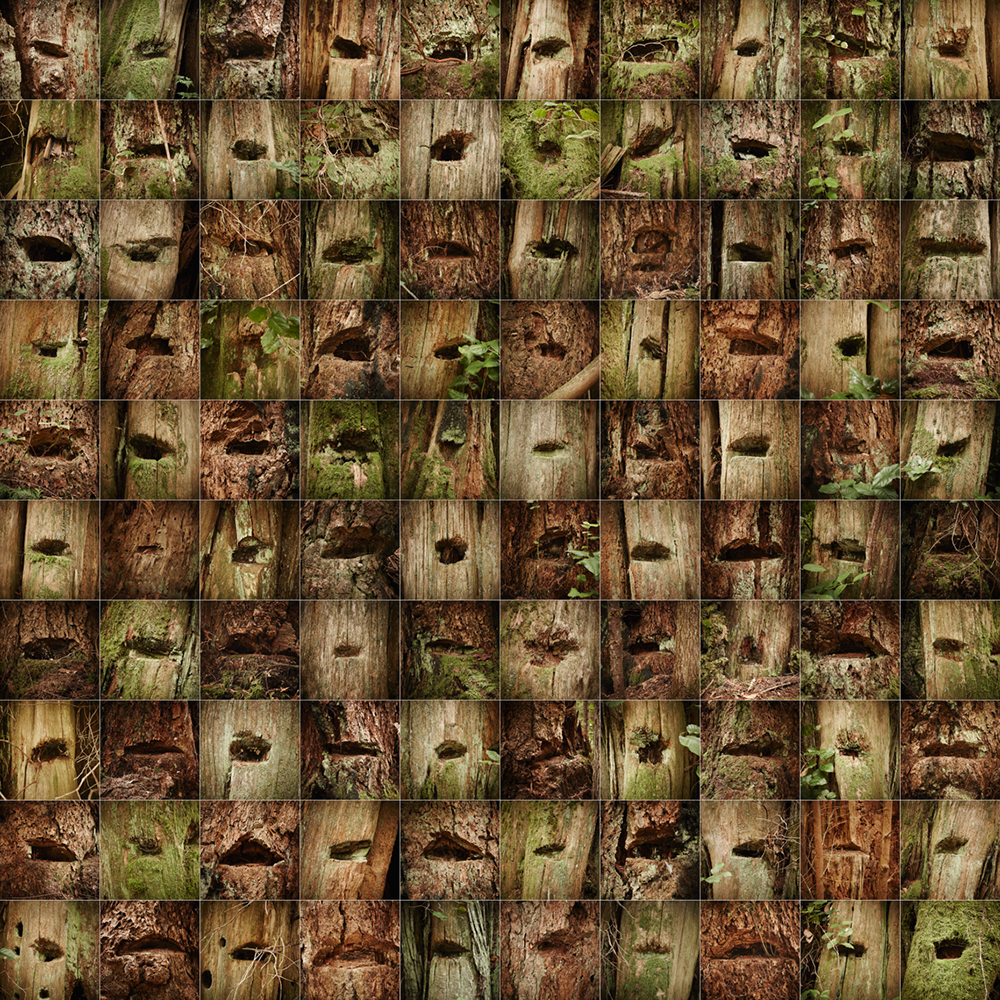 Grid of tree stumps