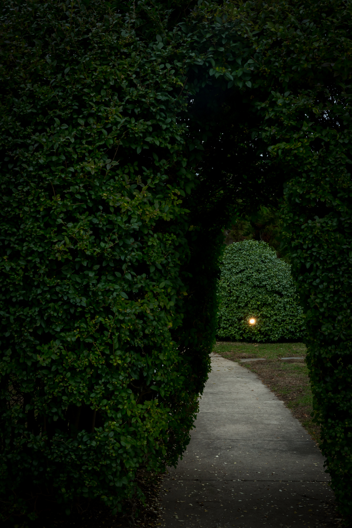 Passage through shrubs