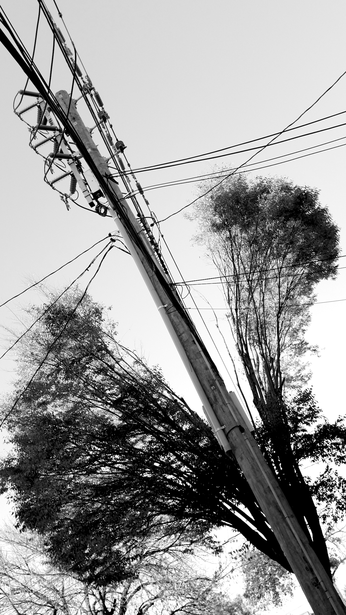 Trees and electric pole
