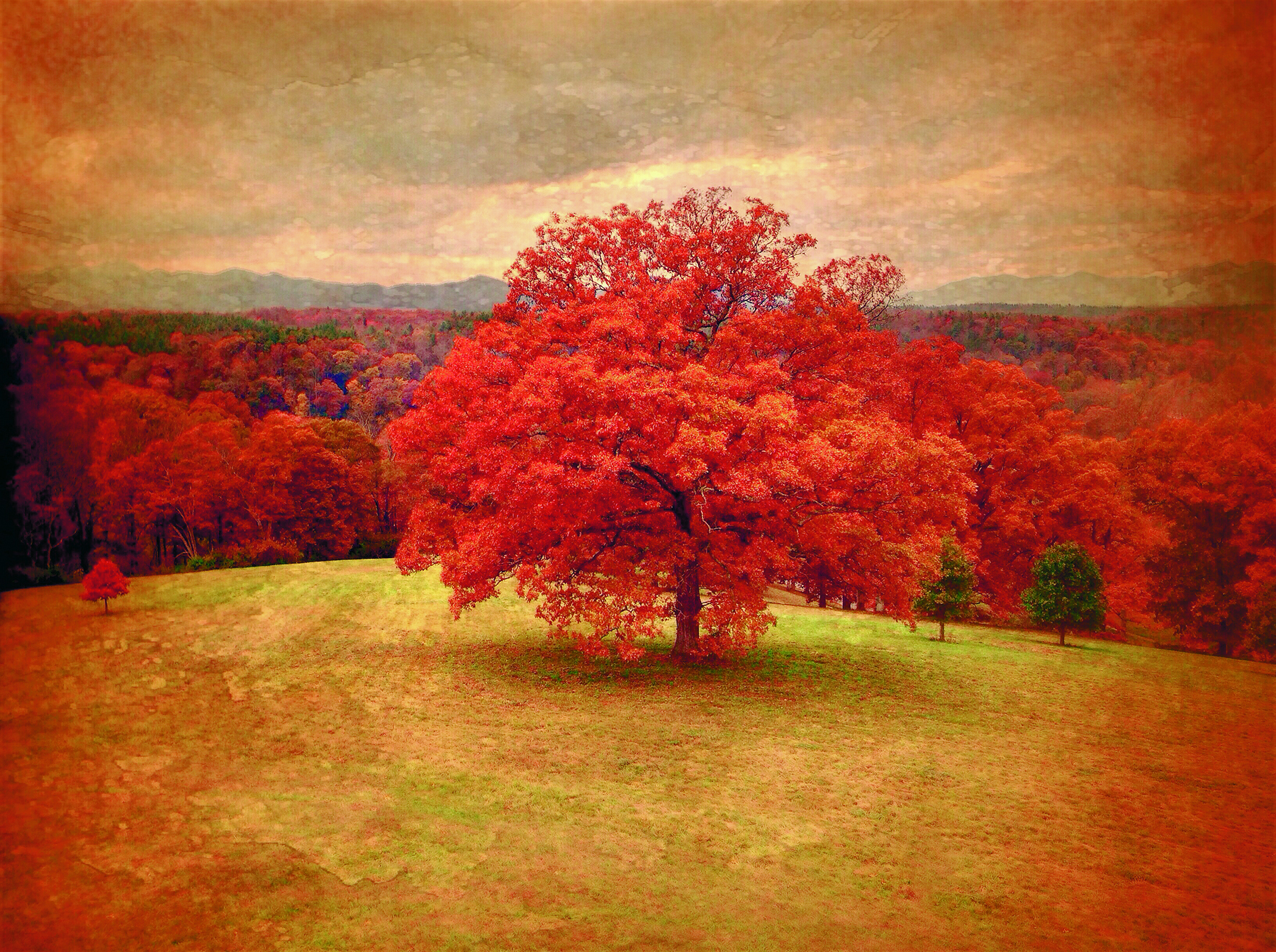 Red tree