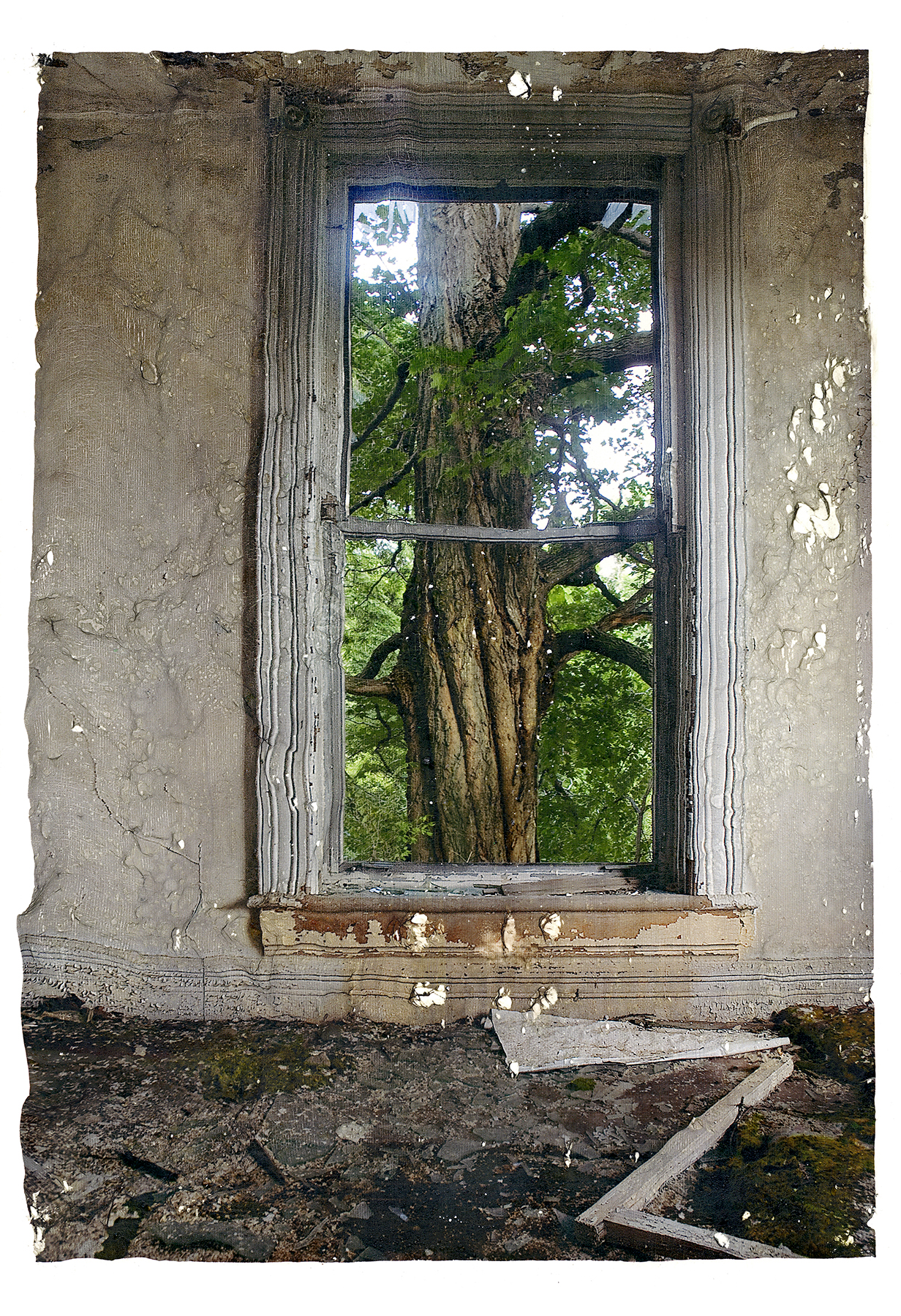 Tree and window