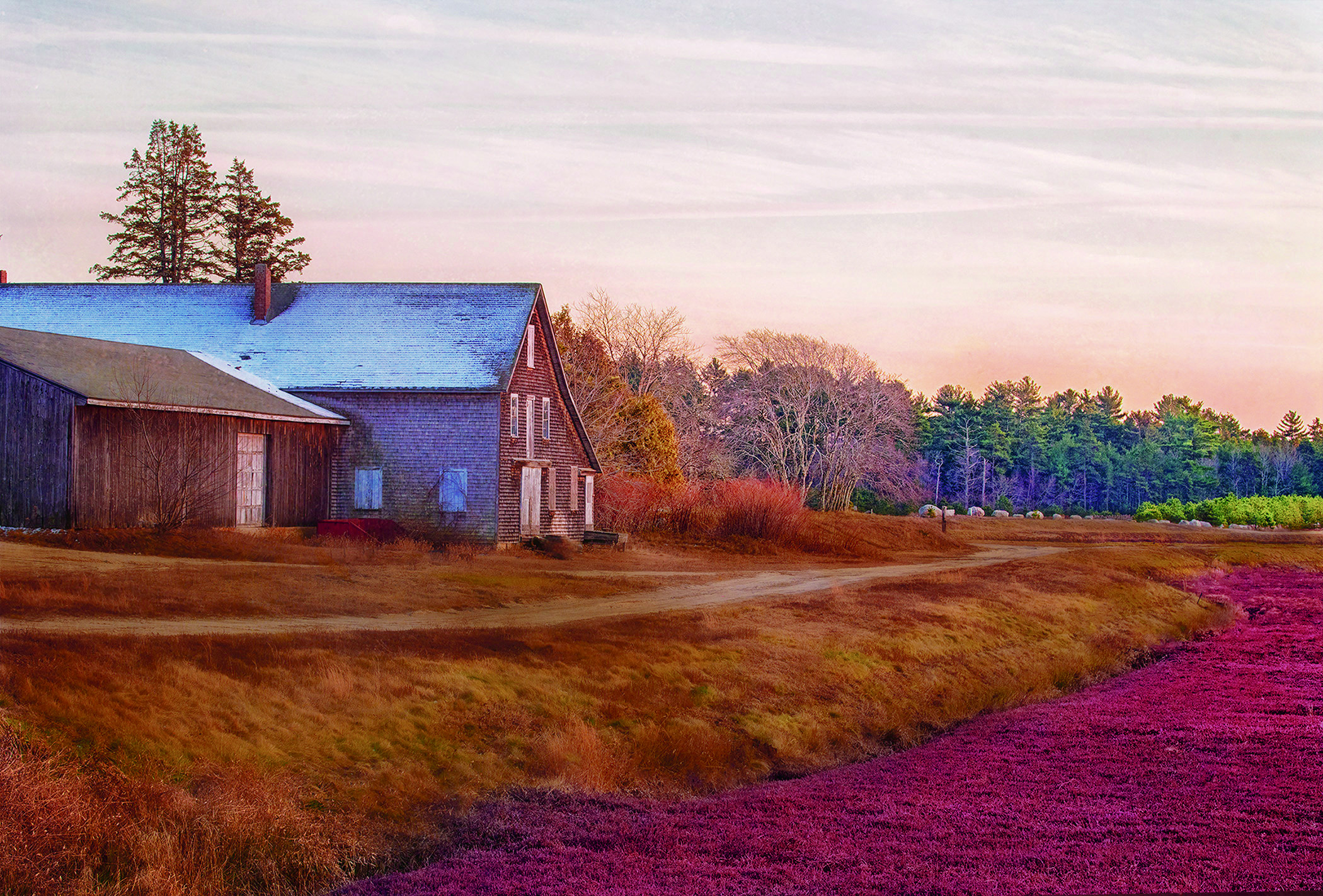 House on cranberry bog