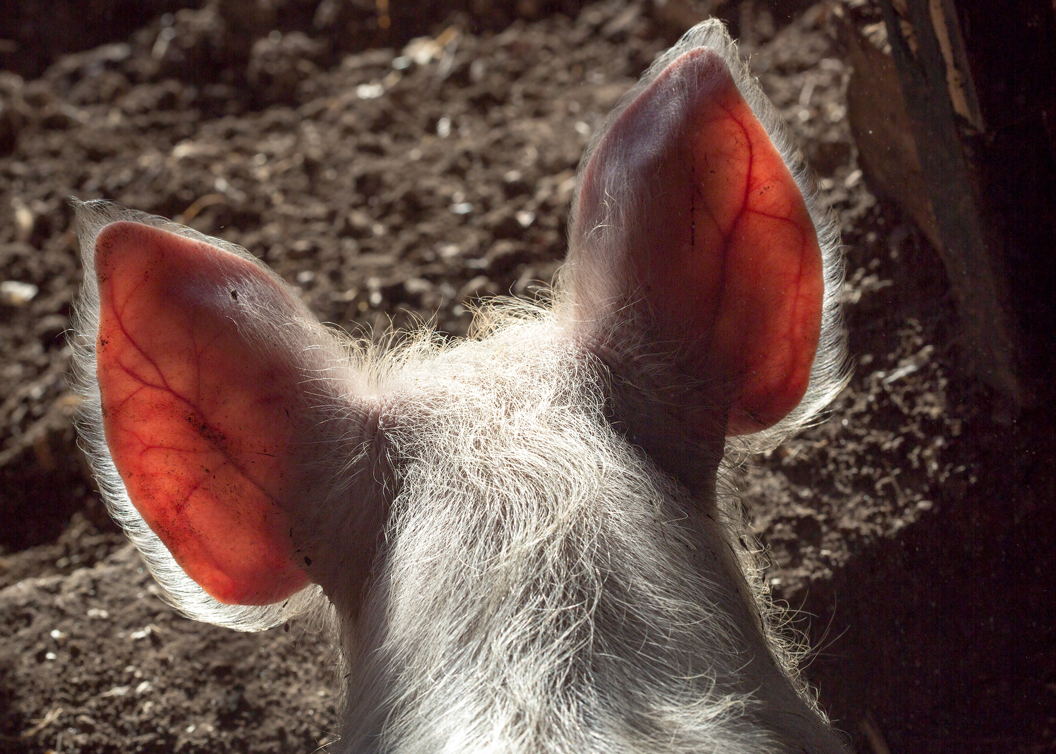 Pig's ears