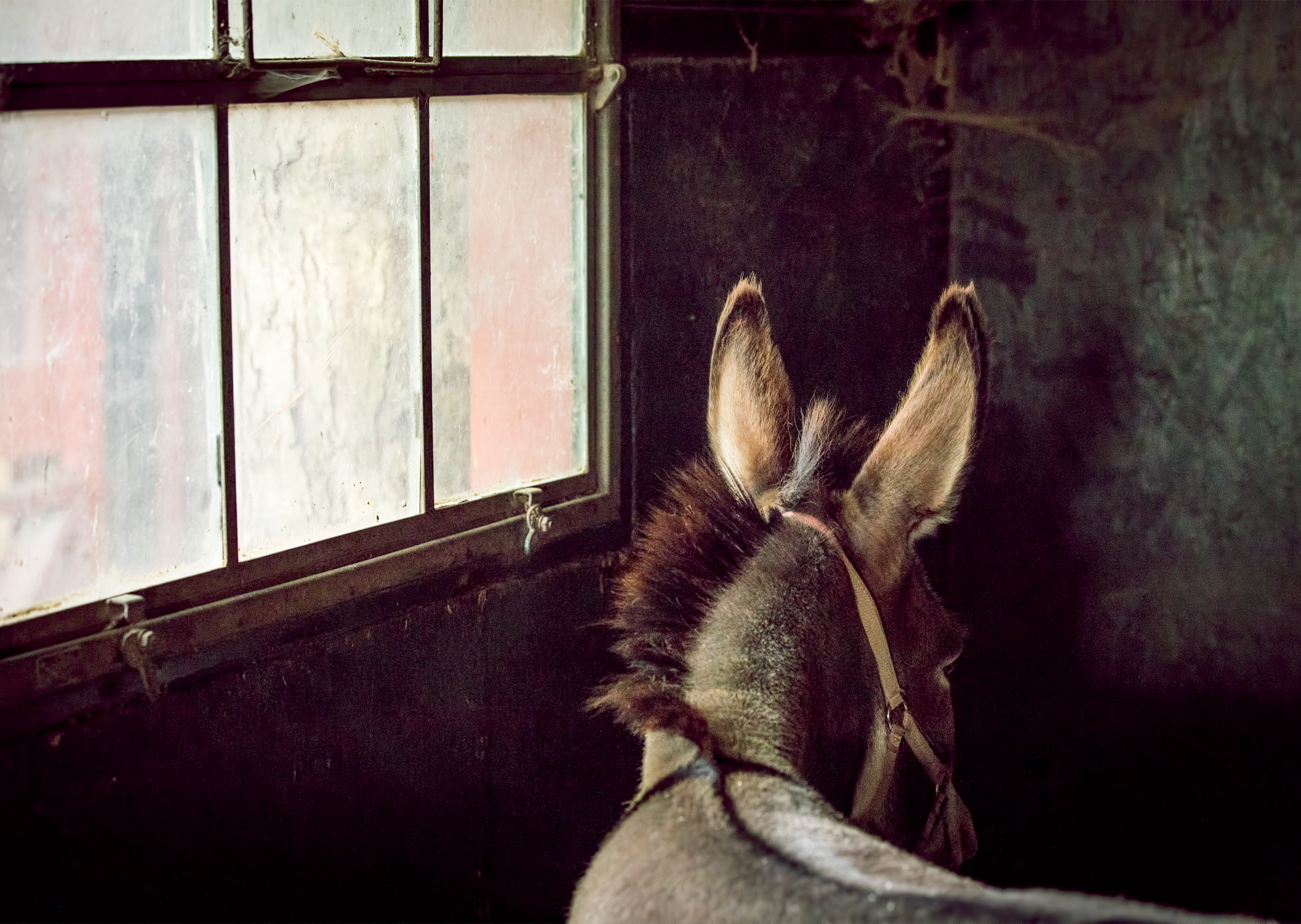 Donkey's ears