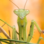 close up of praying mantis