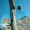 abstract cactus
