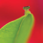 Insect on a leaf