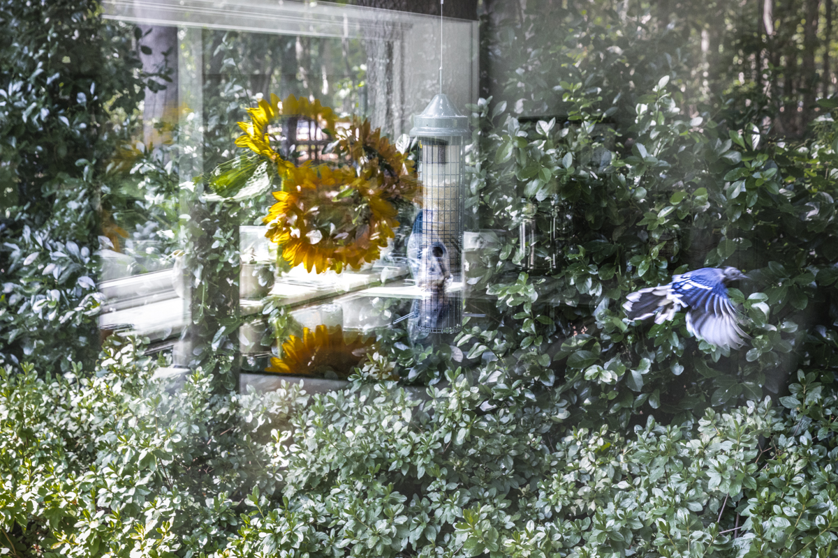 Reflection of a garden in a window