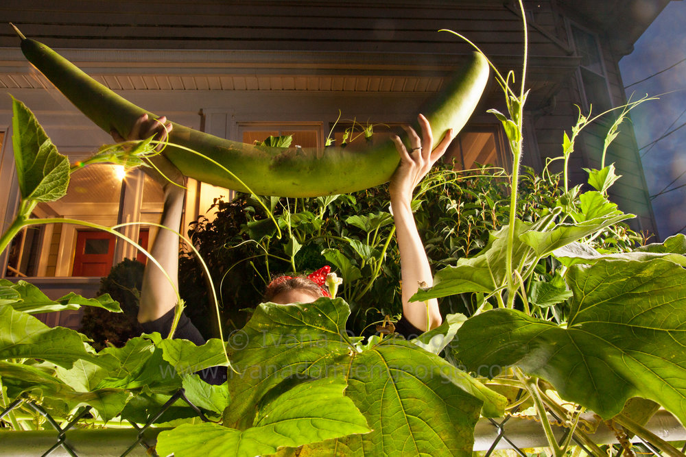 Green bean being held in a pair of hands