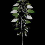 Amaranth on black background