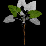 Burdock on black background