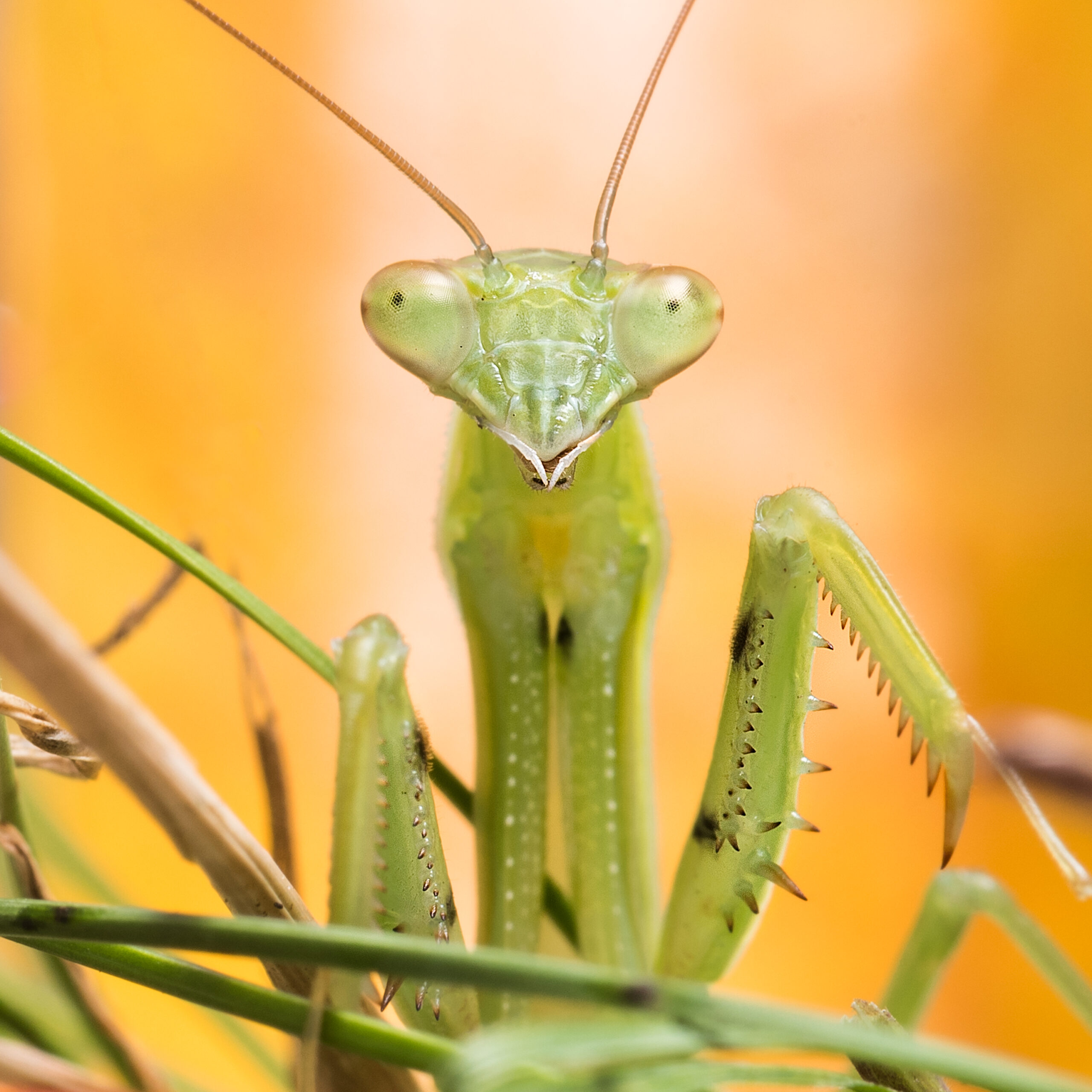 A praying Mantis.