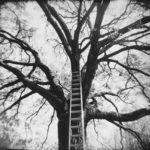Tree with ladder