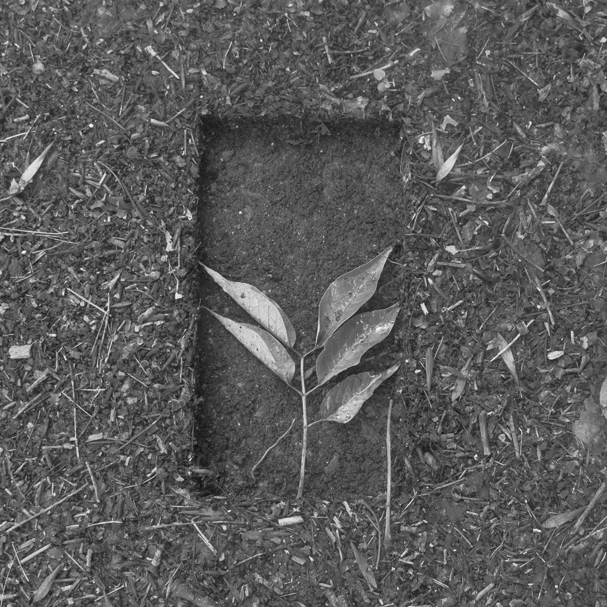 leaves in a rectangle whole