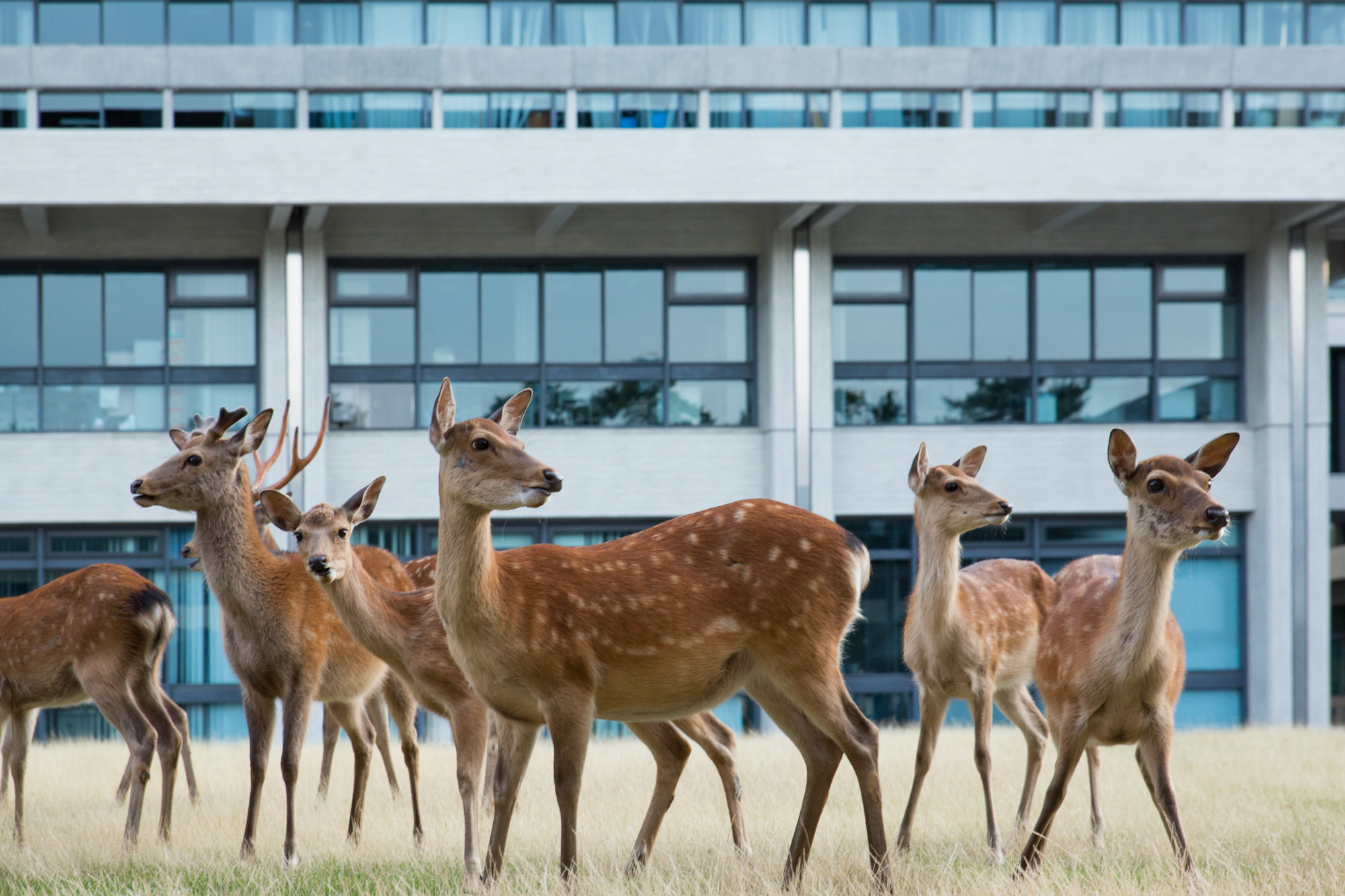 Deer in front of a modern building