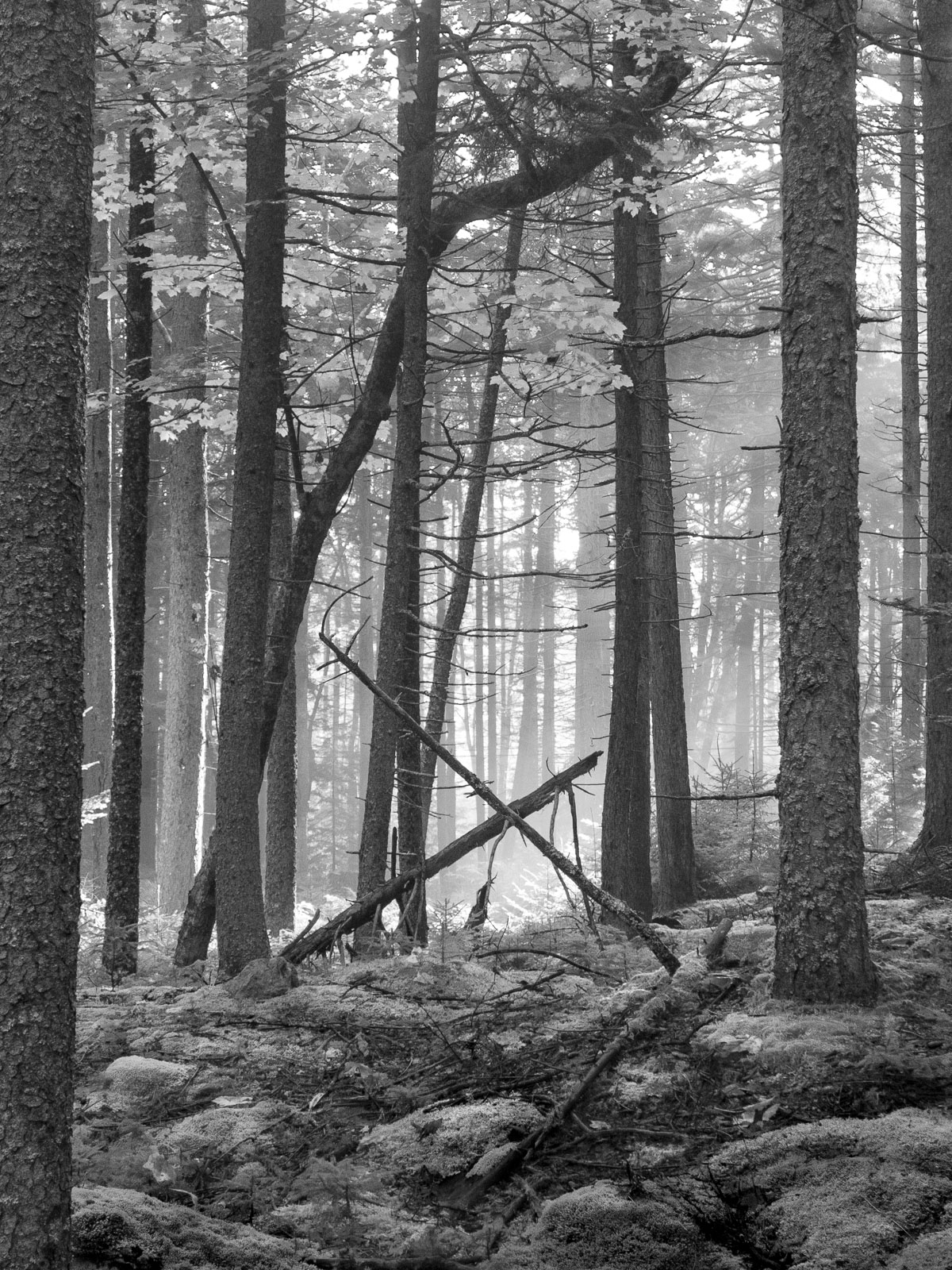 Forest scene