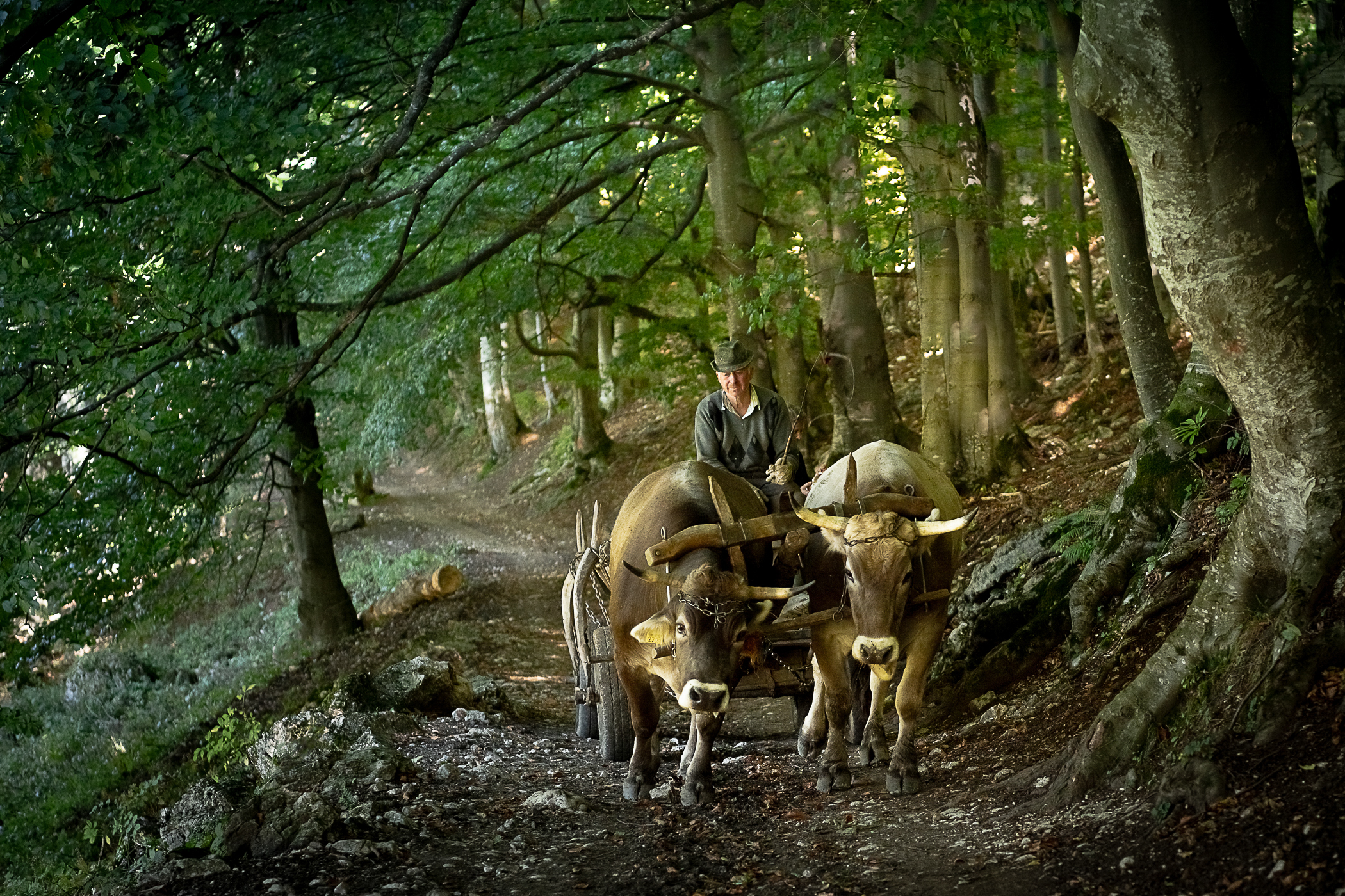 Man on cart pulled by oxen in a forest in the