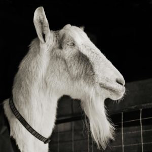A profile portrait of a goat.