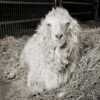 An angora goat sits on hay.