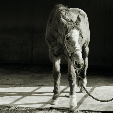 A horse stands in barn.