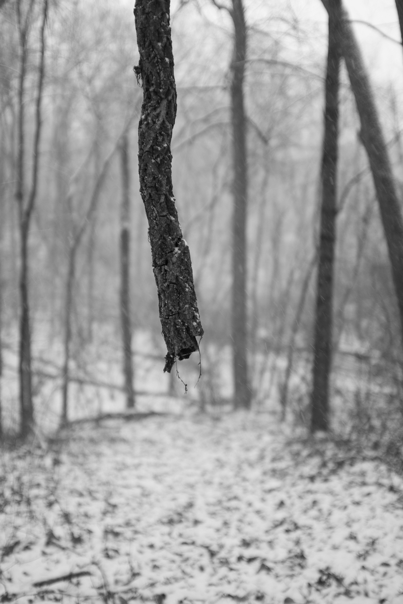 This is a photo of something hanging outdoors in the woods. It could be a scarf. It appears to be snowing. © Virgil DiBiase, "My thoughts are suspended in mid air but my feelings are grounded.” -J.K.