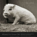 This is the cover of Isa Leshko's book. It is pig seated on a barn floor.