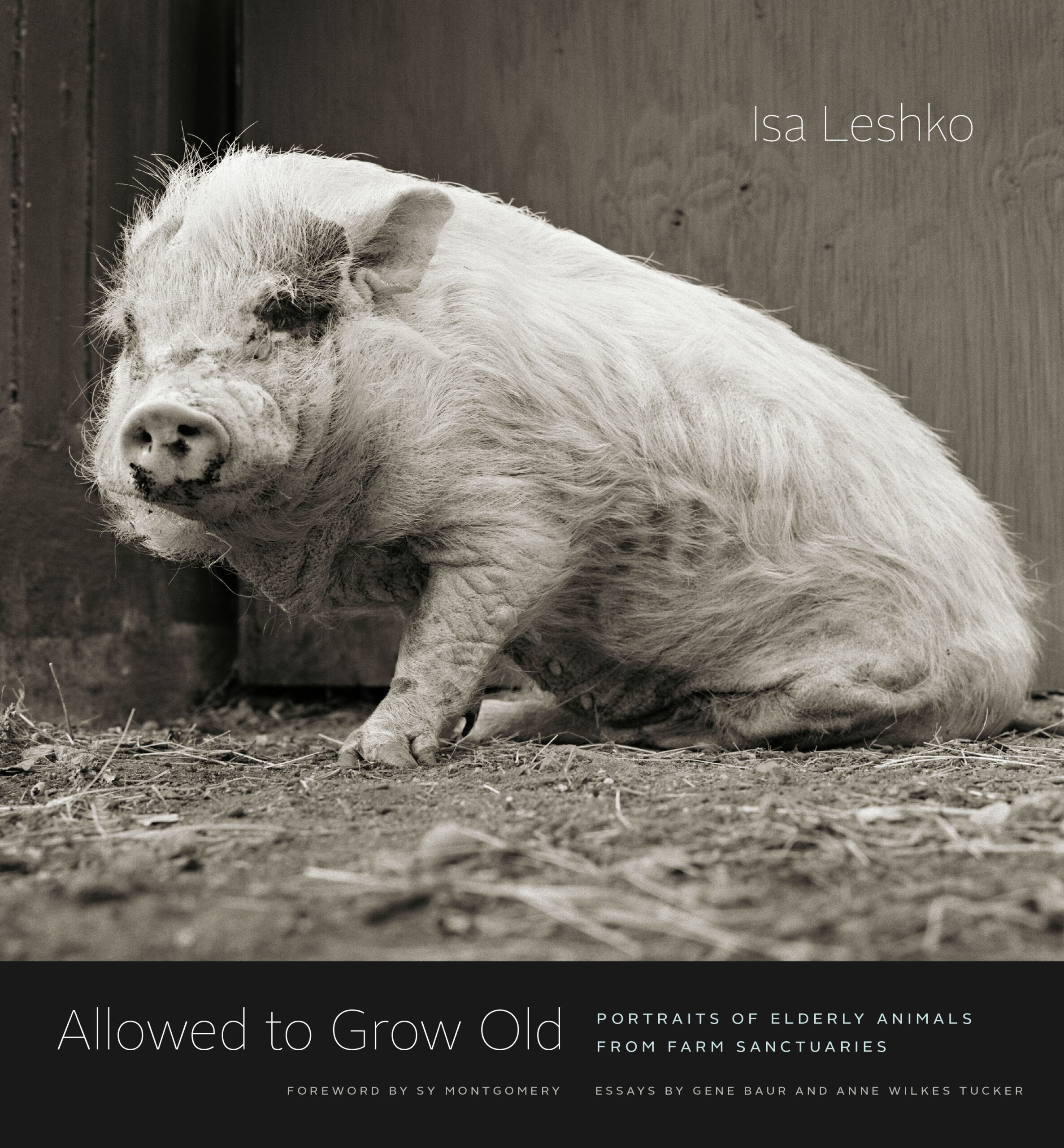 This is the cover of Isa Leshko's book. It is pig seated on a barn floor.