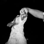 A hand opens a dogs mouth to show its teeth.