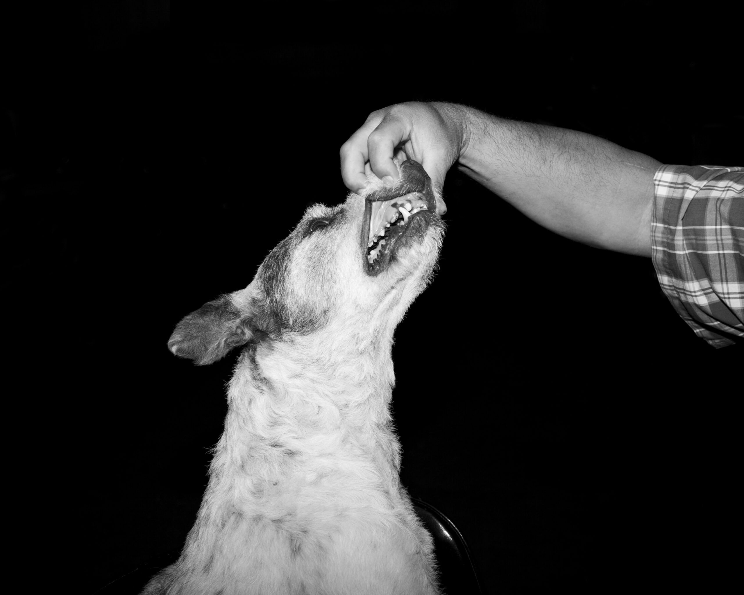 A hand opens a dogs mouth to show its teeth.