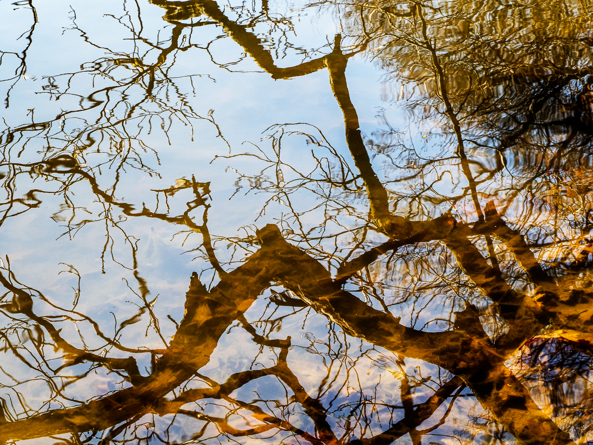 mg branch reflection