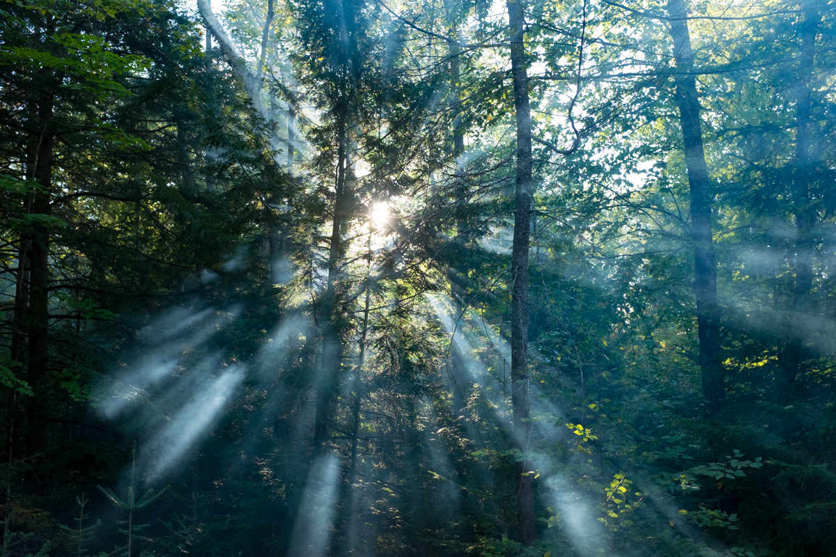 trees and sun