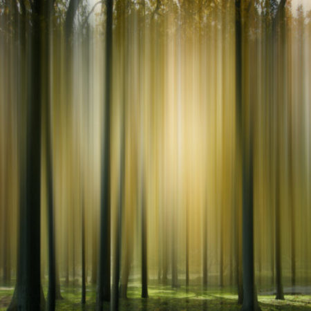 trees with sun stream