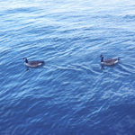 2 ducks in water